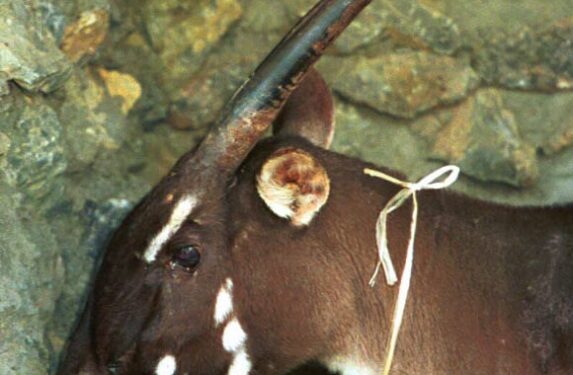 Azijos vienaragis: Vietname nufotografuotas paslaptingas žinduolis (video)