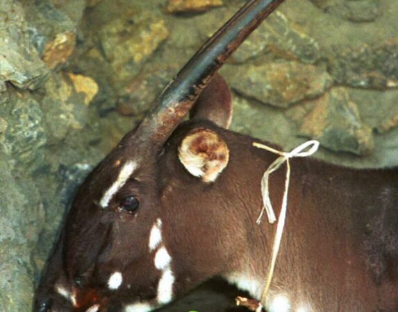 Azijos vienaragis: Vietname nufotografuotas paslaptingas žinduolis (video)