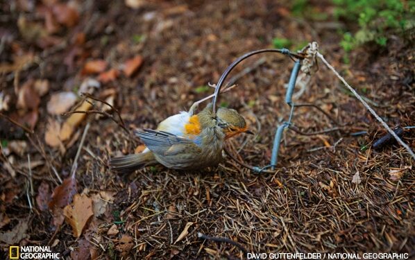 Įveikus tūkstančius kilometrų, migruojančių paukščių tykoja didžiausias priešas – žmogus