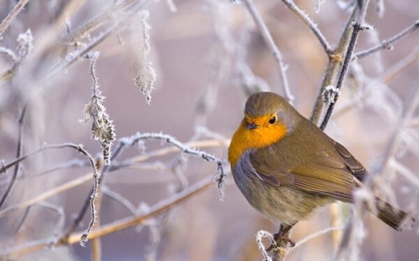 Orai: žiema vėl primins apie save