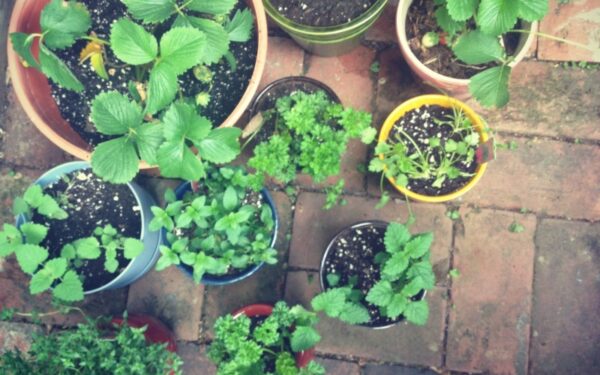 Žalioji palangė: auginame prieskonius