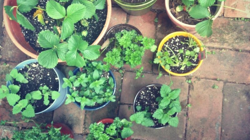 Žalioji palangė: auginame prieskonius