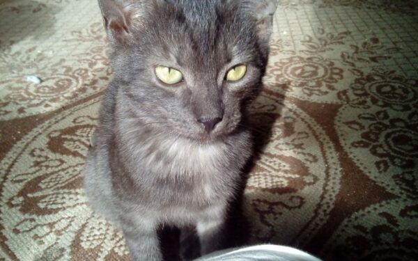 Globotinio pusryčiai: ypatingu kailiuku pasipuošęs Juosviukas