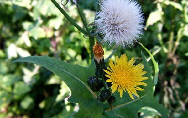 Patiekalai iš kiaulpienių: maistinga ir gražu