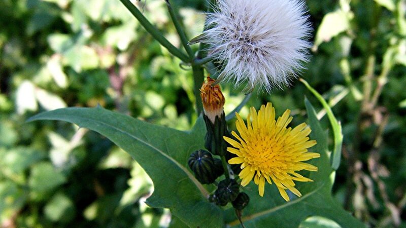 Patiekalai iš kiaulpienių: maistinga ir gražu
