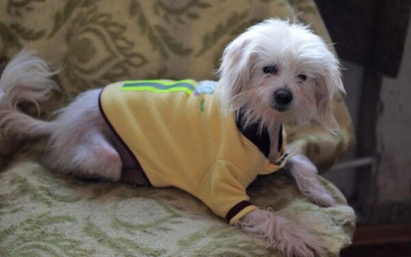 Globotinio pusryčiai: žavusis Pifas iš nelegalaus veislyno