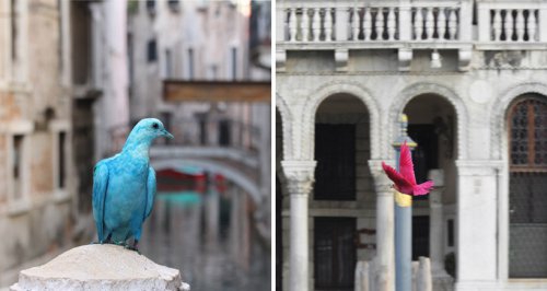 Veneciją užplūdo ryškiaspalviai balandžiai (foto)