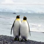 Įdomu: ko apie meilę mus gali išmokyti pingvinai?