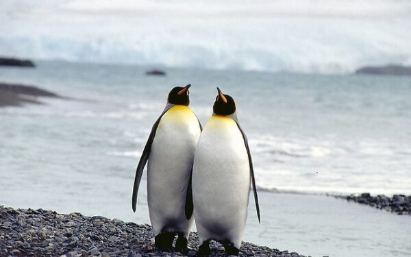 Įdomu: ko apie meilę mus gali išmokyti pingvinai?