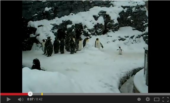 Video pusryčiai. Laimingiausias (ir turbūt juokingiausias) pingvinas pasaulyje (video)