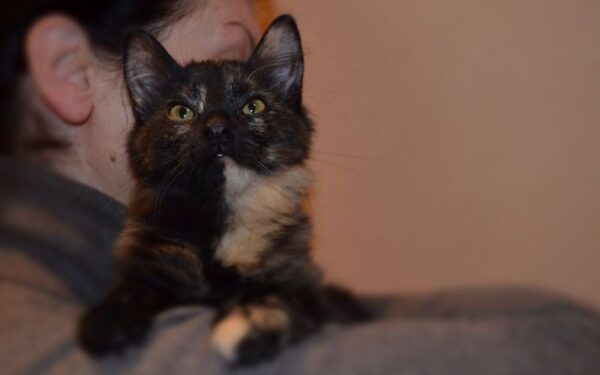 Globotinio pusryčiai: miela mažylė Pipa ieško rūpestingų šeimininkų