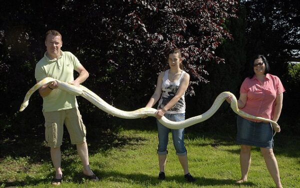 5 metrų pitonas albinosas Lilly – pilnavertis šeimos narys (foto)