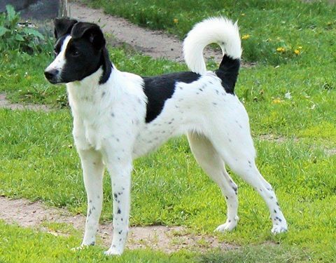 Globotinio pusryčiai: ilgakojė gražuolė Pita