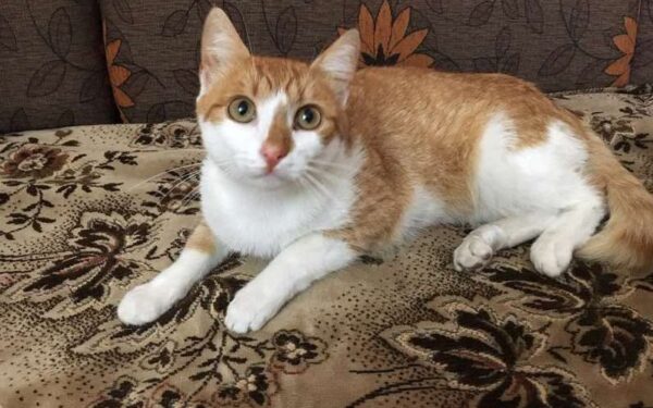 Globotinio pusryčiai: nepraradęs pasitikėjimo Polis ieško namų