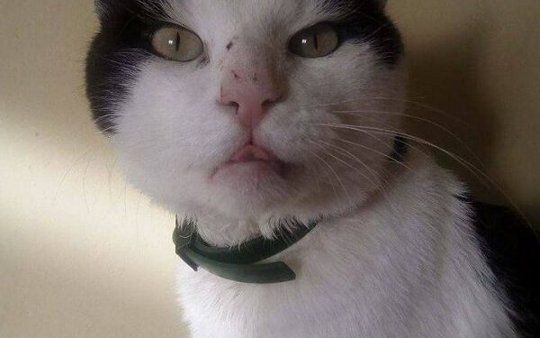 Globotinio pusryčiai: ramus ir mielas katinas Pūkis