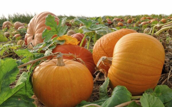 Grybų ir moliūgo apkepėlė