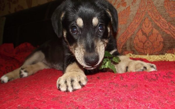 Padėkime Pupai surasti namus! (foto)