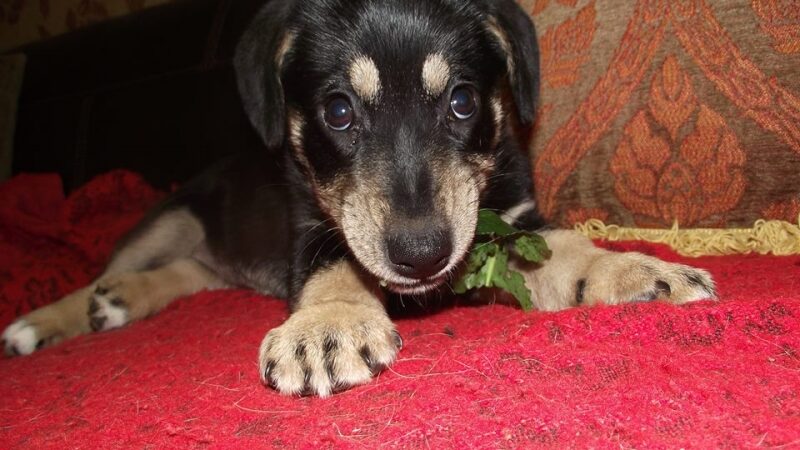 Padėkime Pupai surasti namus! (foto)