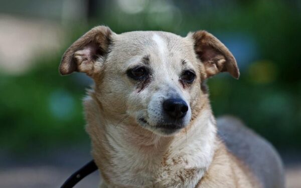 Globotinio pusryčiai: Pupa – mažoji našlaitėlė