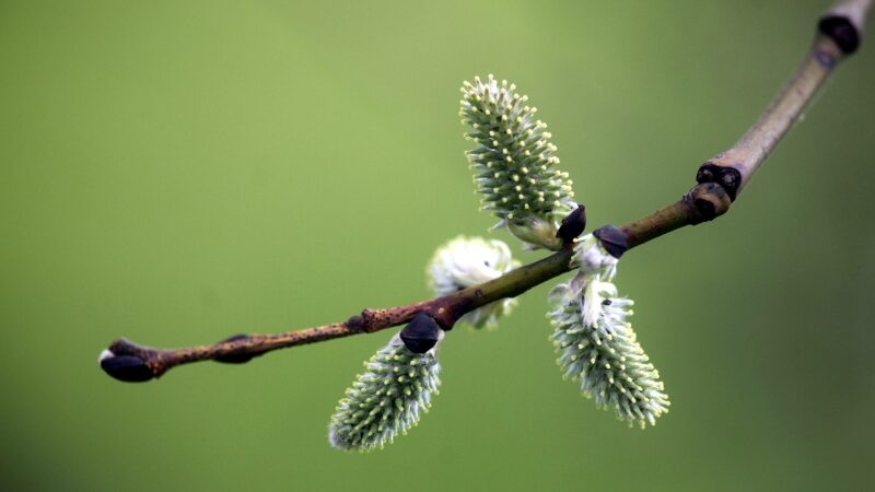 Botanikas: gamta visai atgis nulijus pavasario lietui