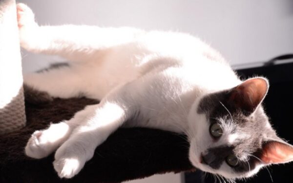 Globotinio pusryčiai: kačiukas Pūzlis ieško namų