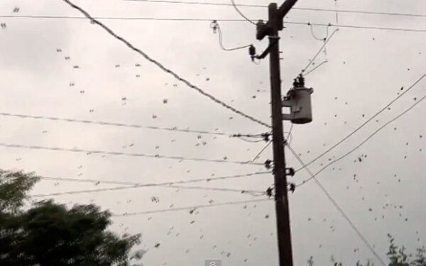 Gamtos kurtas siaubo filmas: dangus pilnas vorų!