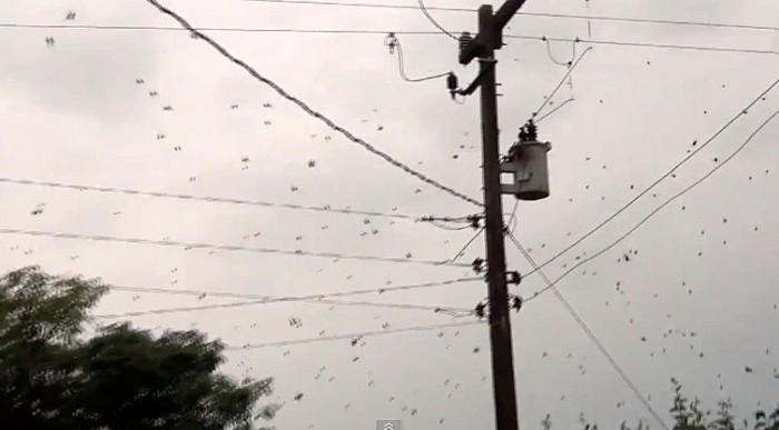 Gamtos kurtas siaubo filmas: dangus pilnas vorų!