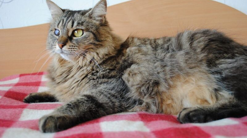 Globotinio pusryčiai: katytė Rainytė ne tik draugė, bet ir namų puošmena (FOTO)