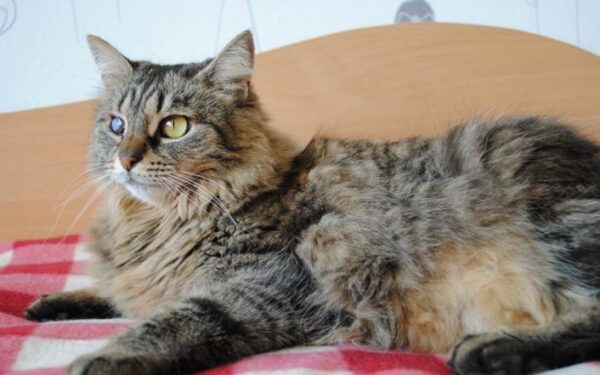 Globotinio pusryčiai: dėmesį dievinanti Rainytė ieško namų