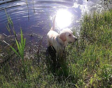 Globotinio pusryčiai: maudynes mėgstantis Rango