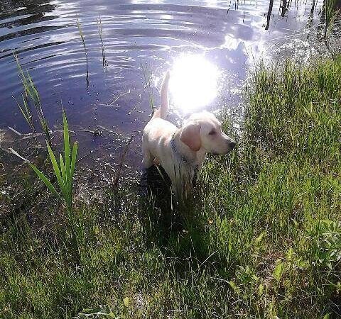 Globotinio pusryčiai: maudynes mėgstantis Rango