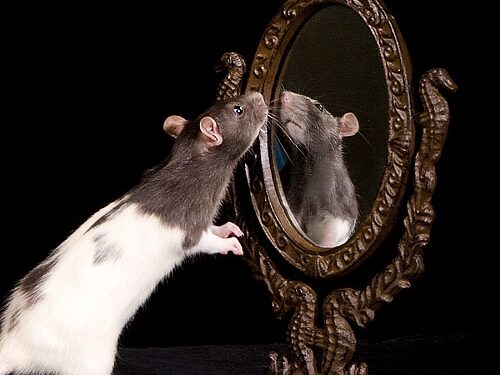 Skaitytojų TOP komentarai (liepos 19 d.-26 d.): „Tu senden graziai atrodai – I save pasiziurek ziurke …. :)“