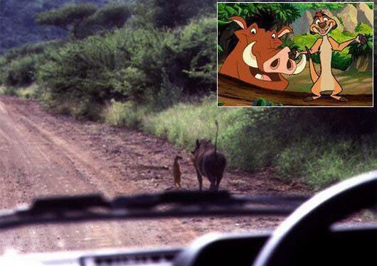 Realybėje atkurtos „Liūto Karaliaus“ scenos (foto)