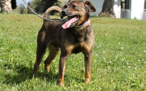 Globotinio pusryčiai. Šaunuolis Reksas ieško namų (foto, video)