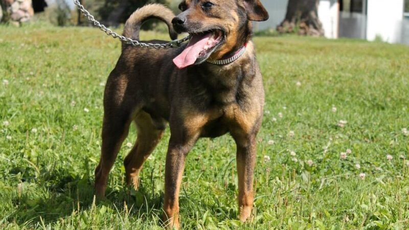 Globotinio pusryčiai. Šaunuolis Reksas ieško namų (foto, video)