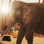R.Witherspoon naujoje fotosesijoje - kartu su drambliais (Foto)