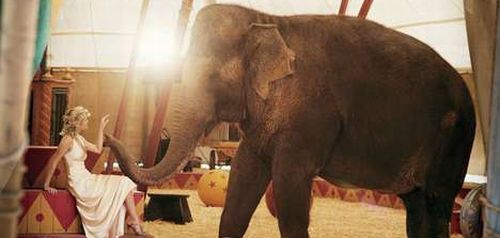 R.Witherspoon naujoje fotosesijoje - kartu su drambliais (Foto)