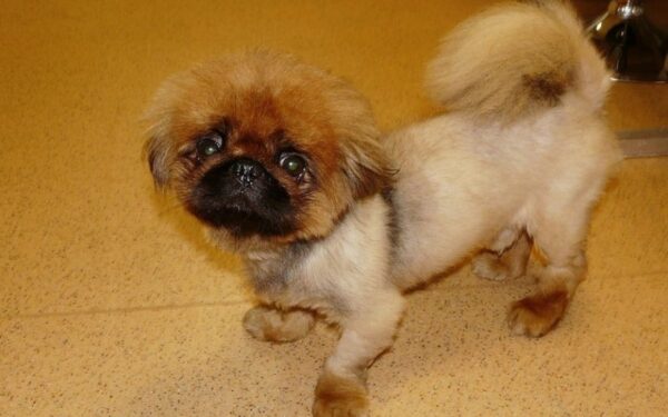 Globotinio pusryčiai: šunelio Rodžerio viltis