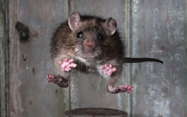 2013 metų žinduolių fotografijų konkurso nugalėtojų ir dalyvių nuotraukos