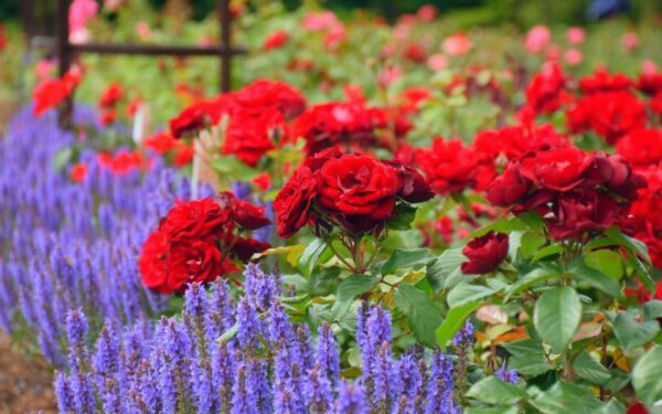 Didžiausiame Lietuvos rožyne kuriama pasaulinio lygio kolekcija (foto)