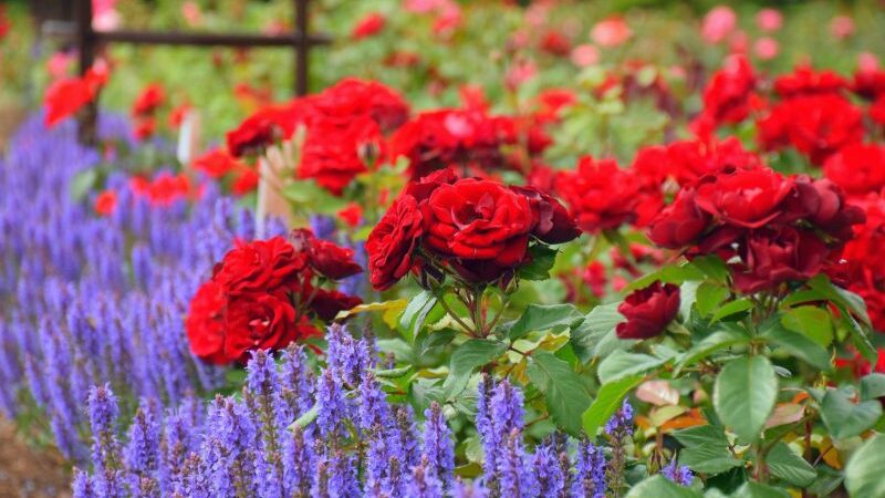 Didžiausiame Lietuvos rožyne kuriama pasaulinio lygio kolekcija (foto)