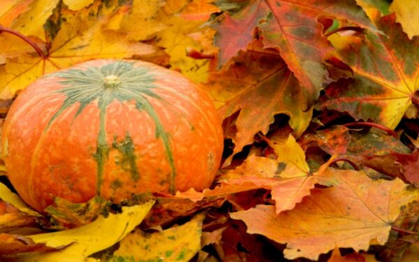 Kaip maitintis rudenį?