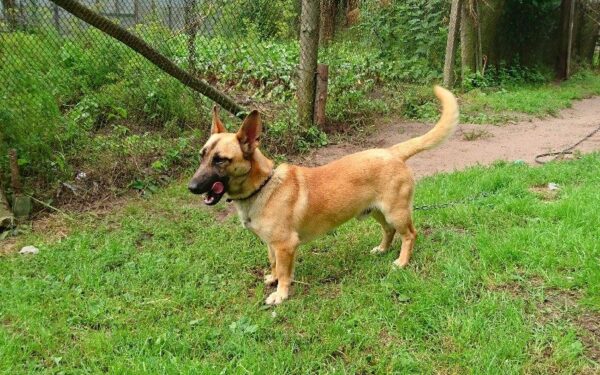 Globotinio pusryčiai: Rudis. Terminas gyvenimui – rugsėjis