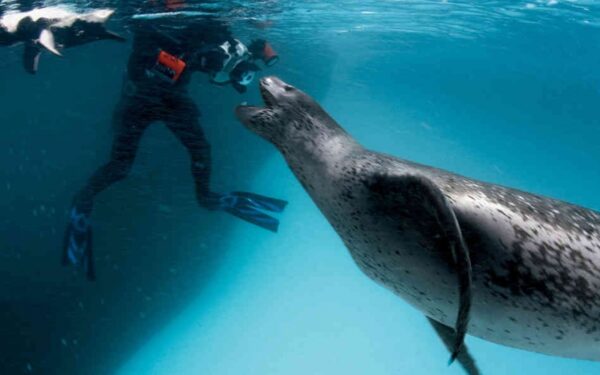 Neįprasta pramoga Estijoje: nardymas su ruoniais