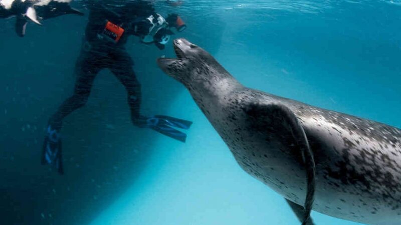 Neįprasta pramoga Estijoje: nardymas su ruoniais