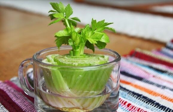 Žalia palangė: negirdėti daržovių ir prieskoninių žolelių auginimo būdai