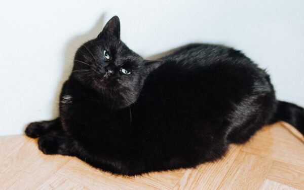 Globotinio pusryčiai: mieloji Šeila