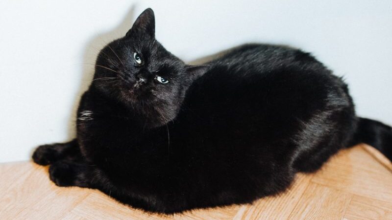 Globotinio pusryčiai: mieloji Šeila