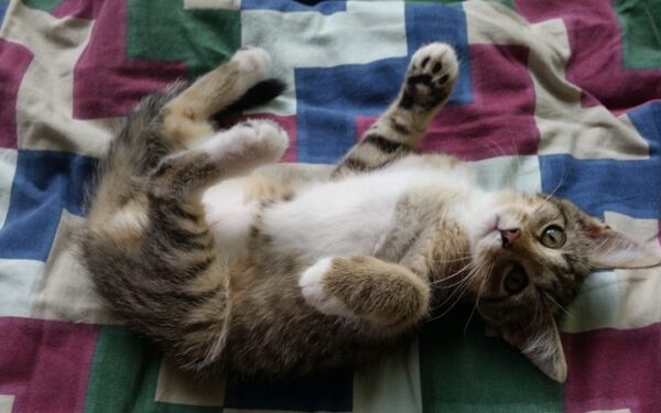 Globotinio pusryčiai: žaismingi ir smalsūs Tiksis ir Šela ieško šaunių šeimininkų