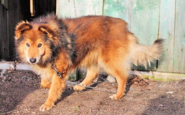 Globotinio pusryčiai: „netyčia“ pamestas Šeltis